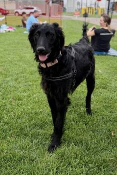 Ariel -  Standard Poodle Dog for Adoption in Cheektowaga, New York - Ariel | PetCurious
