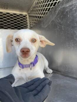 Topanga -  Chihuahua Dog for Adoption in Victorville, California - Topanga | PetCurious