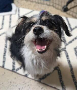 Terrier and Mixed Breed Dogs Available for Adoption in Leesburg, Virginia - BENNY | PetCurious