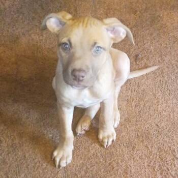 Snuggles -  Mixed Breed Dog for Adoption in Elyria, Ohio - Snuggles | PetCurious