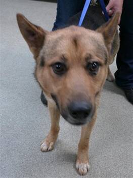German Shepherd Dog Dogs Available for Adoption in Oklahoma City, Oklahoma - A475282 | PetCurious