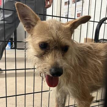 Spike -  Wirehaired Terrier Dog for Adoption in Edinburg, Texas - Spike | PetCurious