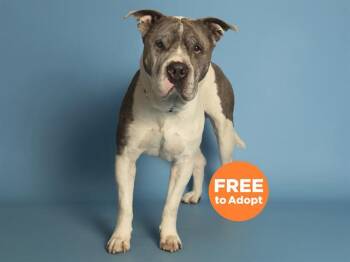 Pit Bull Terrier Dogs Available for Adoption in Phoenix, Arizona - TEO | PetCurious