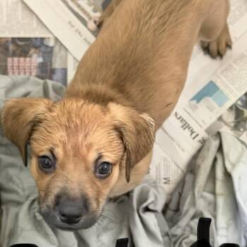 NY Ainsleigh Avail Jul 25 (4H Putnam County Fair Carmel NY) -  Yellow Labrador Retriever and Golden Retriever Dog for Adoption in Stormville, New York - NY Ainsleigh Avail Jul 25 (4H Putnam County Fair Carmel NY) | PetCurious