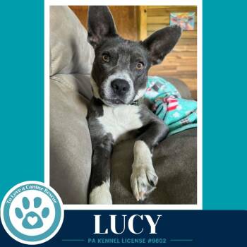 Lucy 082926 -  Boston Terrier and Mixed Breed Dog for Adoption in Kimberton, Pennsylvania - Lucy 082926 | PetCurious