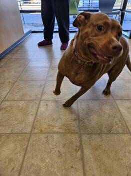 FAYE -  Pit Bull Terrier Dog for Adoption in Norfolk, Virginia - FAYE | PetCurious