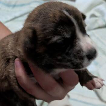 Mixed Breed Dogs Available for Adoption in Leander, Texas - Shania Twain | PetCurious