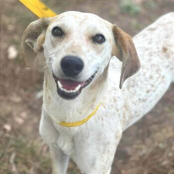 Clove -  Mixed Breed Dog for Adoption - Clove | PetCurious