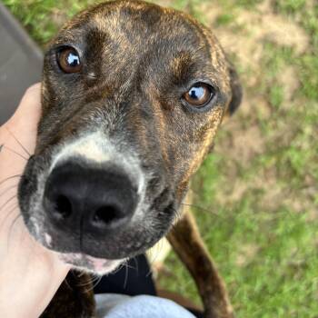 Nala -  Mixed Breed Dog for Adoption in Ruston, Louisiana - Nala | PetCurious