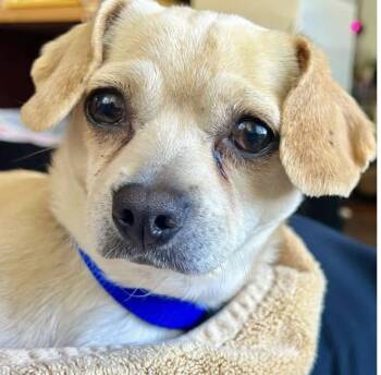 Chihuahua and Pug Dogs Available for Adoption in Larkfield-wikiup, California - Bonita | PetCurious
