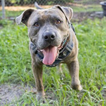 Rescue Mixed Breed Dogs for Adoption in Gainesville, Florida - Gargy | PetCurious