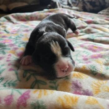 Dill -  Labrador Retriever and Pit Bull Terrier Dog for Adoption in Alma, Wisconsin - Dill | PetCurious