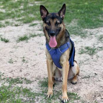 Hash -  Mixed Breed Dog Available for Adoption in Houston, Texas - Hash | PetCurious
