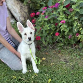 Blade -  White German Shepherd and German Shepherd Dog Dog for Adoption - Blade | PetCurious