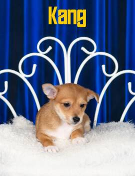 Kang -  Terrier Dog for Adoption in Las Vegas, Nevada - Kang | PetCurious