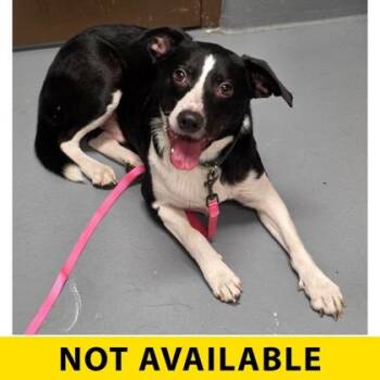 Tweed -  Border Collie and Mixed Breed Dog for Adoption in Eugene, Oregon - Tweed | PetCurious