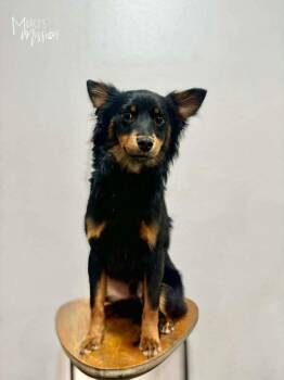 Pomeranian Dogs Available for Adoption - Picante | PetCurious