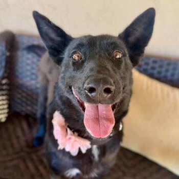 Sasha Saison -  German Shepherd Dog Dog for Adoption in Ramona, California - Sasha Saison | PetCurious