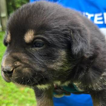 Marvel -  Australian Cattle Dog Blue Heeler and Australian Shepherd Dog for Adoption in Hohenwald, Tennessee - Marvel | PetCurious