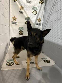 SALAMI -  German Shepherd Dog Dog for Adoption in Winter Haven, Florida - SALAMI | PetCurious