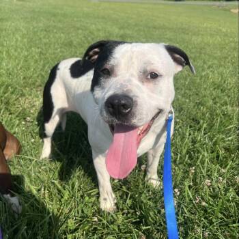 Pit Bull Terrier Dogs Available for Adoption in Cumming, Georgia - Bumi | PetCurious