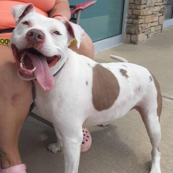 Felicity -  Pit Bull Terrier and Mixed Breed Dog for Adoption in Mooresville, Indiana - Felicity | PetCurious