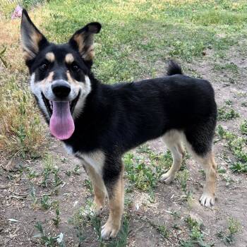 Husky Dogs Available for Adoption in Lindon, Utah - Ruben | PetCurious