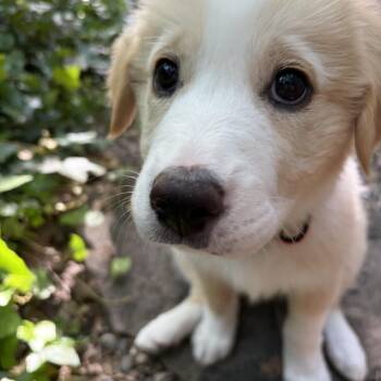 Collie and Shepherd Dogs Available for Adoption in Los Gatos, California - Jasmine | PetCurious