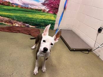 CHLOE -  Bull Terrier and Mixed Breed Dog for Adoption in Moreno Valley, California - CHLOE | PetCurious