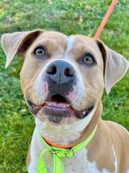 Rescue Pit Bull Terrier and Mixed Breed Dogs for Adoption in Yakima, Washington - Lola T. | PetCurious
