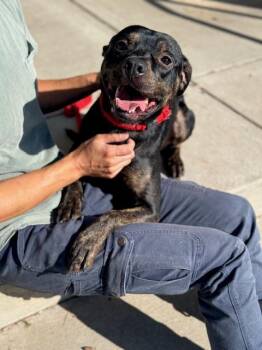 Bear -  Pit Bull Terrier and Mixed Breed Dog for Adoption in Benton Harbor, Michigan - Bear | PetCurious