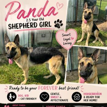 Panda -  German Shepherd Dog Dog for Adoption in Anahuac, Texas - Panda | PetCurious