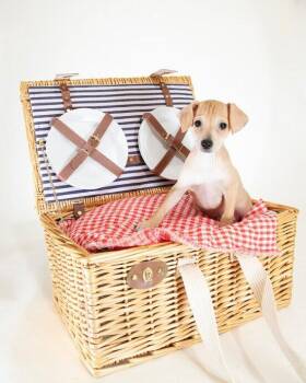 Chihuahua and Mixed Breed Dogs Available for Adoption in Coachella, California - Bubba | PetCurious