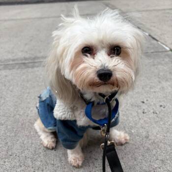 Key Lime -  Chinese Crested Dog and None Dog for Adoption - Key Lime | PetCurious