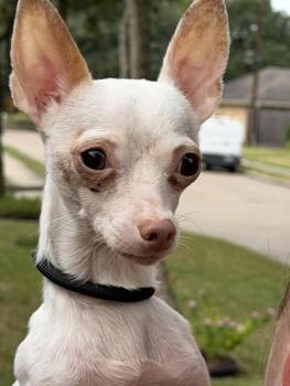 Mr. Pink -  Chihuahua Dog for Adoption in Houston, Texas - Mr. Pink | PetCurious