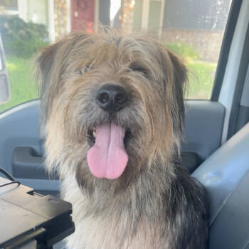 Rescue Terrier Dogs for Adoption in San Francisco, California - Ellie Mae | PetCurious