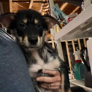 Becca -  Mixed Breed Dog for Adoption in Fredericksburg, Virginia - Becca | PetCurious