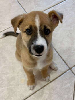 Rescue Shepherd Dogs for Adoption in Fort Worth, Texas - Rocket | PetCurious