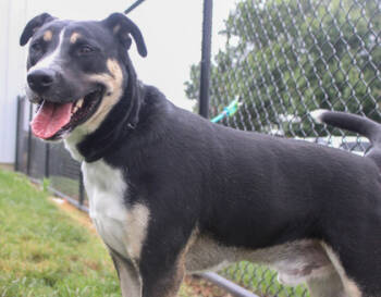 Rescue Mixed Breed Dogs for Adoption in West Chester, Pennsylvania - Lucas | PetCurious