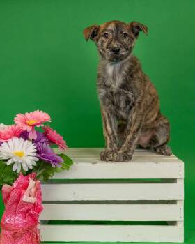 Shepherd Dogs Available for Adoption in Brighton, Colorado - 310-26 | PetCurious