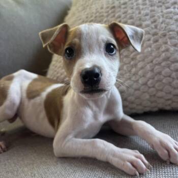 Sprout -  Jack Russell Terrier and Whippet Dog for Adoption - Sprout | PetCurious
