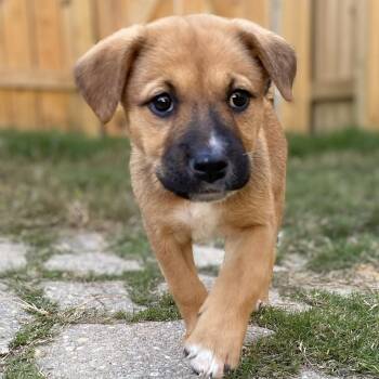 Trick -  Australian Shepherd Dog for Adoption in Richmond, Virginia - Trick | PetCurious