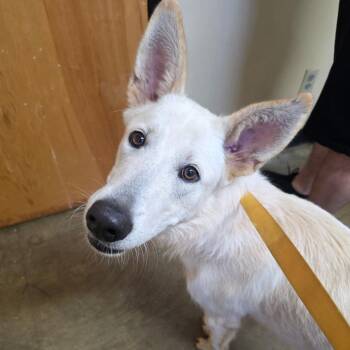 Twinkie -  German Shepherd Dog Dog for Adoption in Corinth, Mississippi - Twinkie | PetCurious