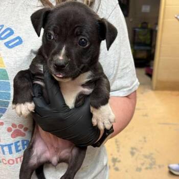 Mixed Breed Dogs Available for Adoption in Gadsden, Alabama - Wisconsin | PetCurious