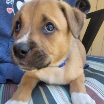 Mixed Breed Dogs Available for Adoption in Belfair, Washington - Bugs | PetCurious
