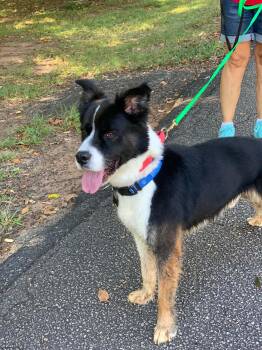 Scout -  Australian Shepherd Dog for Adoption in Douglas, Massachusetts - Scout | PetCurious