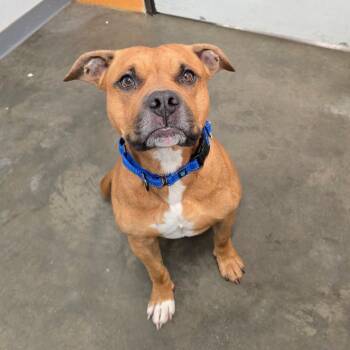 Mixed Breed Dogs Available for Adoption in Owosso, Michigan - Pablo | PetCurious