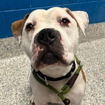 Little Jojo -  American Bulldog and Boxer Dog for Adoption in Golden, Colorado - Little Jojo | PetCurious
