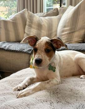 PEACHES -  Australian Cattle Dog Blue Heeler Dog for Adoption in Broomfield, Colorado - PEACHES | PetCurious