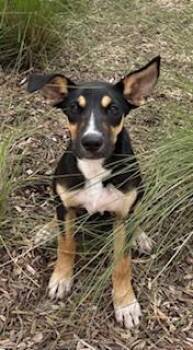 DIPPY -  German Shepherd Dog Dog for Adoption in Pearland, Texas - DIPPY | PetCurious